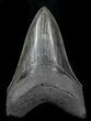 Serrated, Fossil Megalodon Tooth - Georgia #76514-1